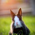 s-Cute-little-black-and-white-bunny.jpg