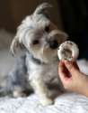 s-cute-puppy-doughnut.jpg