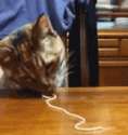 cat eats snake.gif