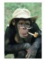 pipe monkey.jpg