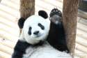 panda hello.jpg