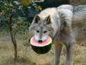 wolfmelon.jpg