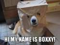 boxxy-dog.jpg