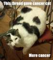 Cancer Cat.jpg