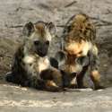 2667_Spotted_Hyena_Cubs.jpg