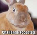 challenge-accepted-rabbit.jpg