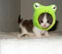cutest-kitten-hat-ever-13727-1238540322-17.jpg
