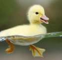 swimming duck.jpg