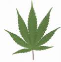 marijuana_leaf_pic.jpg