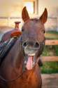 happy-horse-tongue-face.jpg