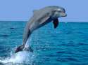 true wild life dolphin the term common dolphin tends to refer to the ___.jpg