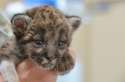 s-A-Newborn-leopard.jpg