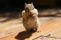 s-ANIMALS-BACKYARD-CHIPMUNKS-FOO.jpg