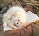 s-animals-dont-let-you-read.jpg