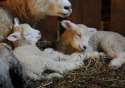 s-As-peaceful-as-a-lamb..jpg