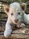 s-A-white-lion-cub..jpg