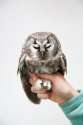 s-A-wise-owl..jpg
