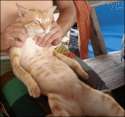 post-16882-cat-back-massage-gif-Imgur-QY2C.gif