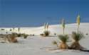 White Sands Yuccas1.jpg