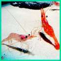 shrimps4.jpg