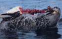 Leopard-seal-pulling-the-head-right-off-a-penguin.jpg