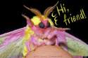 friend moth.gif
