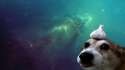 cosmic garlic dog.jpg