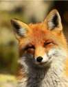 Smug Fox.jpg