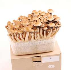 example-magic-mushrooms-growkit.jpg