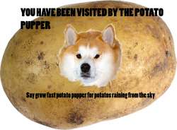 potato pupper.jpg