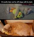 cute-cat-sleeping-plush-duck.jpg