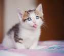 funny-cute-cat-derp-face-tongue.jpg