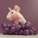 naked-guinea-pig-food-photoshoot-ludwik-81__605.jpg