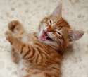laughing-cat-vitamin-l2.jpg