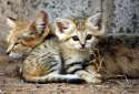 cat-Sandcat with kitten.jpg