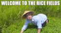 welcome to the rice fields motherfucka.gif