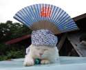 cat-kagonekoshiro-royalheaddress.jpg