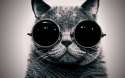 cat_with_sunglasses_19930.jpg