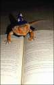 lizard_wizard_reading_about_magic_and_stuff_because_despite_his_cute_apperances_he_is_one_of_the_nations_leading_wizards.jpg