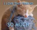 cat - i love this thread so much-2.jpg