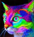 Amazing Technicolor Dreamcat.gif