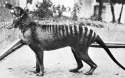 thylacine.png