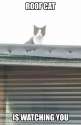 roof cat 2.jpg