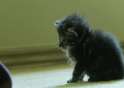 funny-wasted-gifs-kitten.gif