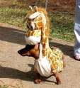 Giraffe weiner.jpg