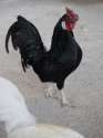 black-rooster-17142-m.jpg