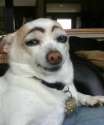 Dog with eyebrows.jpg