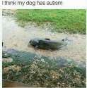 autistic dog.jpg