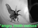 angry moth.gif