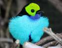 colourful bird.jpg
